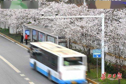 樱花车站·图集 探寻公交高新技术信息网络的流光幻影